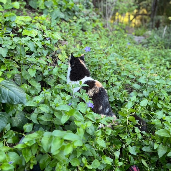 Please Help Me Support This Cat 💗 - Picture 7 of 8